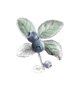 Bilberry