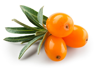 Sea Buckthorn